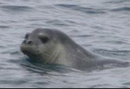 La foca monaca del Giglio