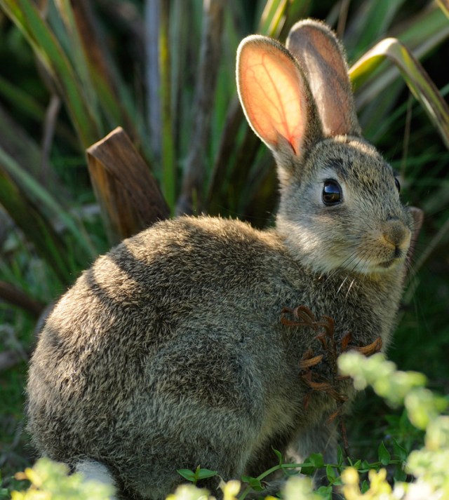 Coniglio rid
