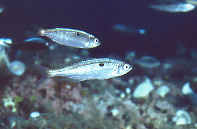 spicara-smaris-da-fishbase-zerro