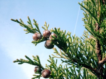 Juniperus_phoenicea
